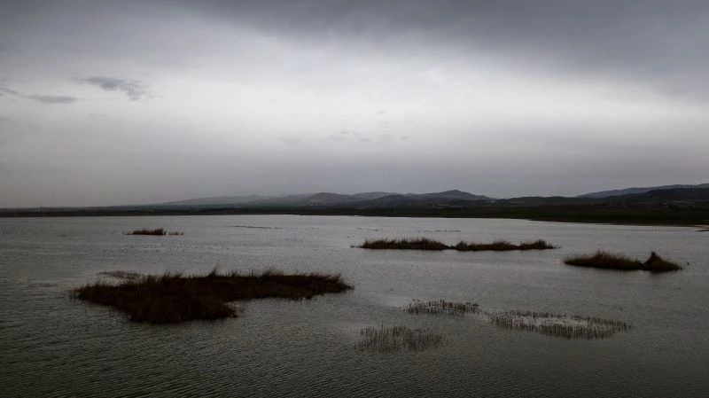 Ankara’nın renkli misafirleri: Flamingolar
