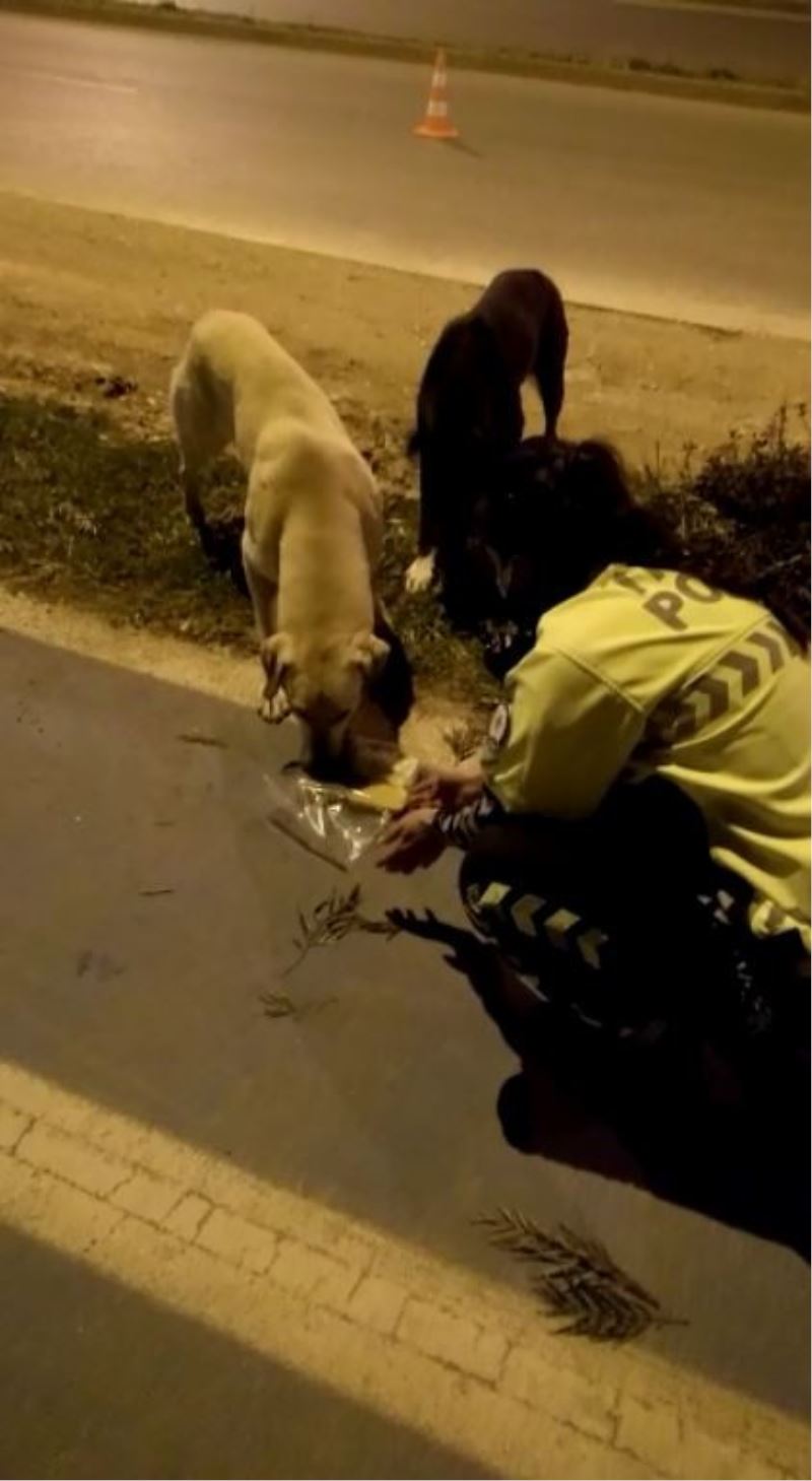 Radar polis memuru iftar kumanyasını sokak köpeklerine verdi
