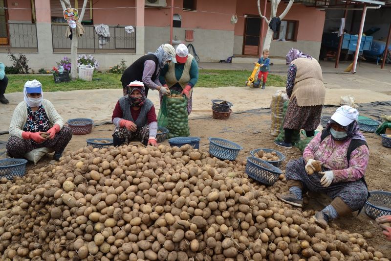 TMO’nun patates alımı Manisalı çiftçilerin yüzünü güldürdü
