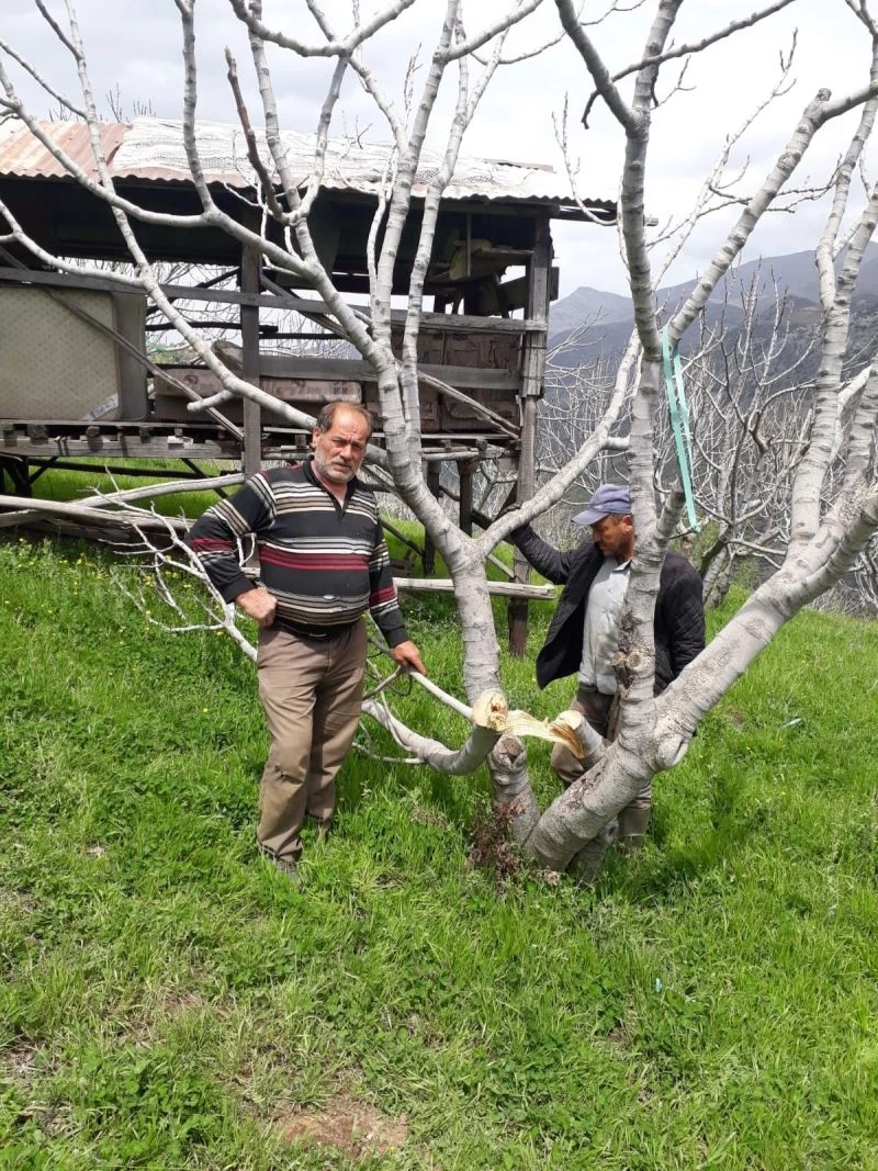 Herkes domuzlardan şüphelenmişti, zararı TEİAŞ görevlilerin verdiği ortaya çıktı
