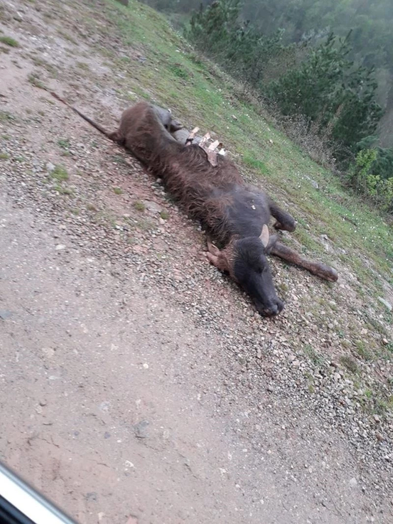 Kurtların saldırdığı büyükbaş hayvan telef oldu
