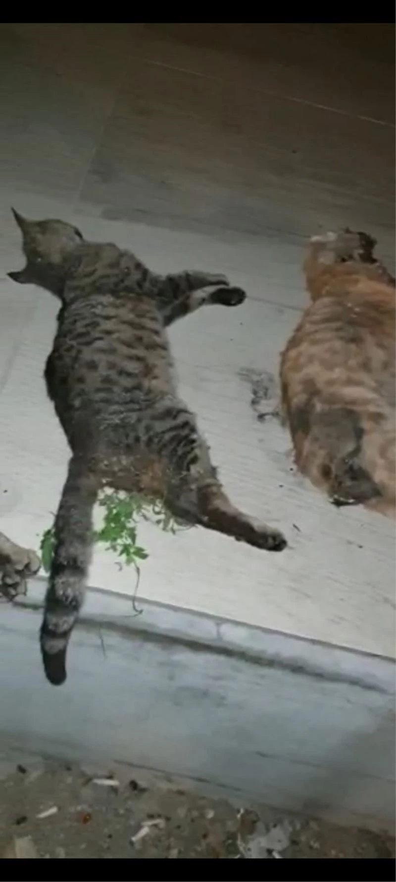 Zehirlenmiş halde bulunan kedilerden üçü telef oldu
