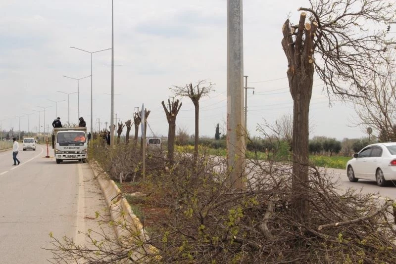 Refüjlerdeki ağaçlar budanıyor
