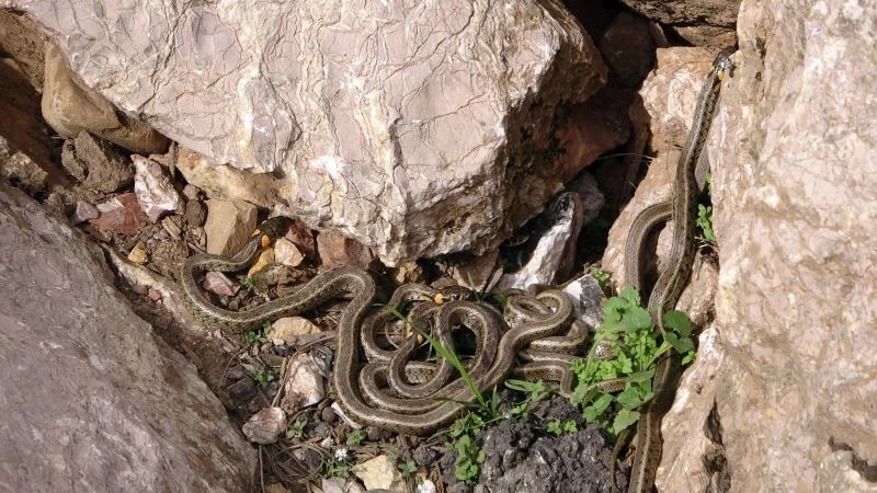 Yüksekova’da sürü halindeki yılanlar Brezilya’nın ‘Yılan Adası’nı andırıyor
