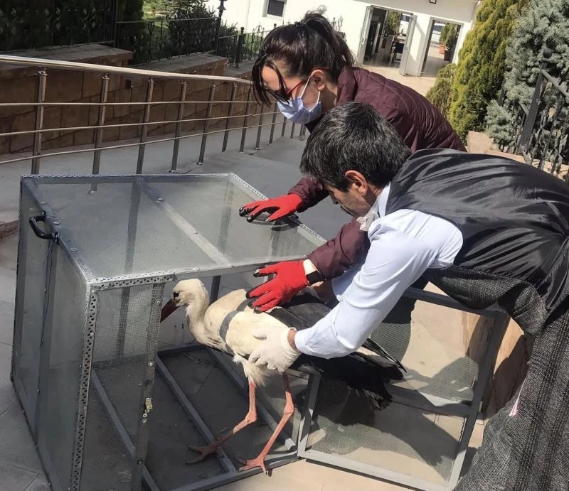 Yuvadan düşen leylek tedavi altına alındı
