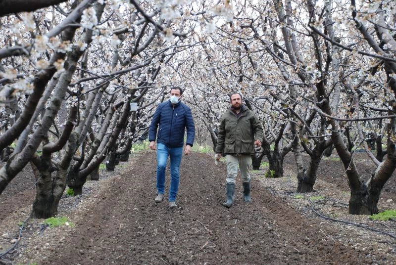 Kuzey yarımkürenin ilk kirazı gecikti
