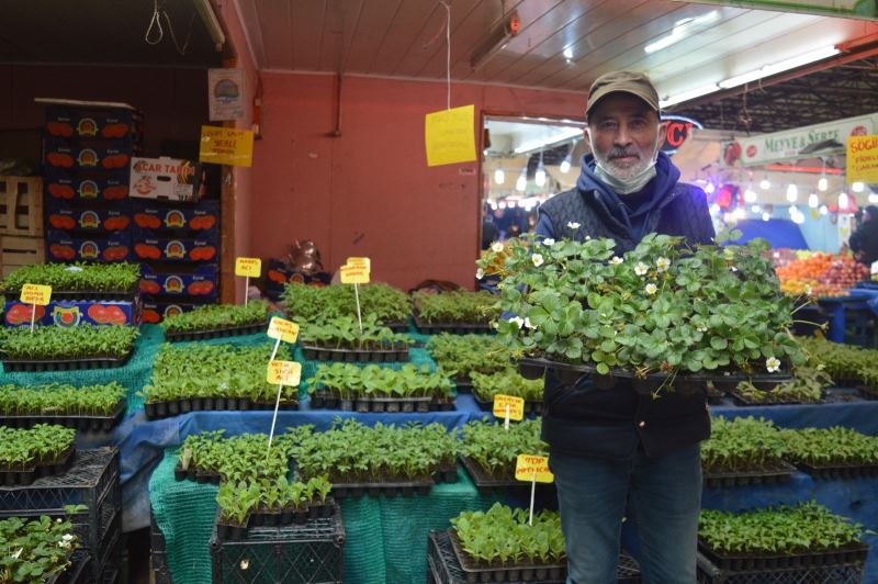 Yılın ilk sebze fideleri pazar tezgâhlarını yeşillendirdi
