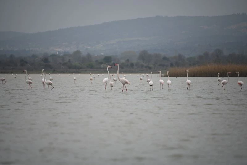 Göç eden flamingolar Çanakkale Tarihi Ala’nda durakladı
