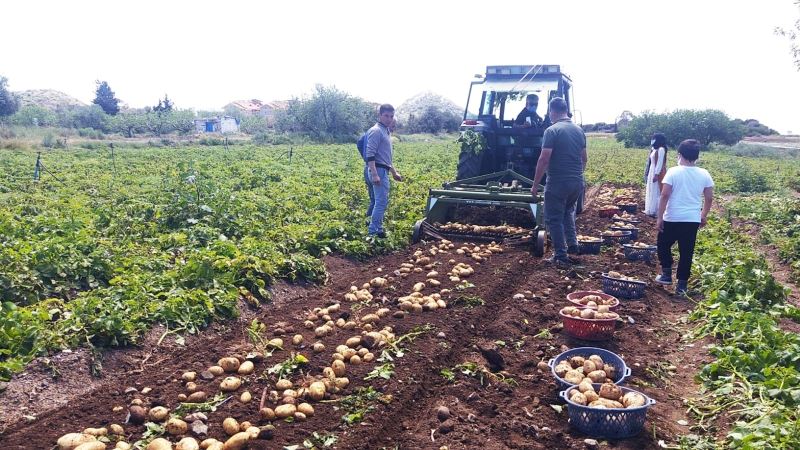 Datça’da ilk turfanda Patates hasadı
