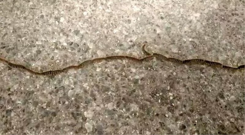 Tırtılların kelebeğe dönüşme yolculuğu
