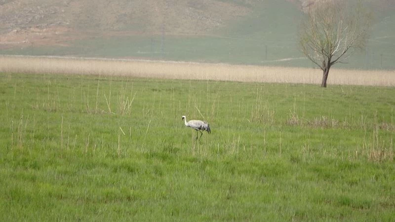 Yüksekova’da ‘Bayağı Turna’ görüntülendi
