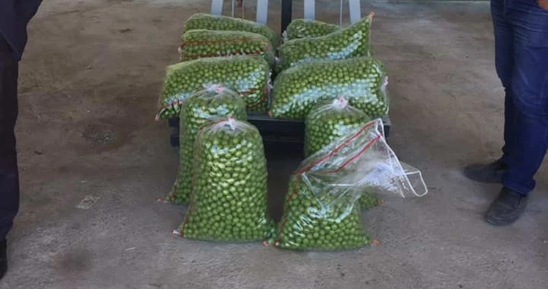 Açıkta erik hasadı başladı, kilosu 30 liraya düştü
