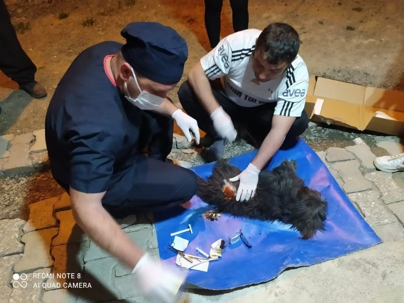 Pomeranian cinsi köpek saldırıya uğradı
