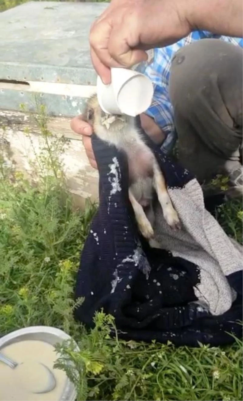 Tarlalarına zarar vereceğini bilmesine rağmen bulduğu domuz yavrularını sütle besledi
