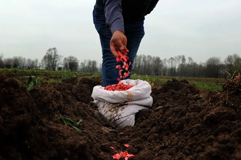 Türkiye’ye ün salmış Sakarya kabağının ekimi başladı
