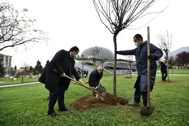 Osmangazi erguvan çiçekleri ile renklenecek
