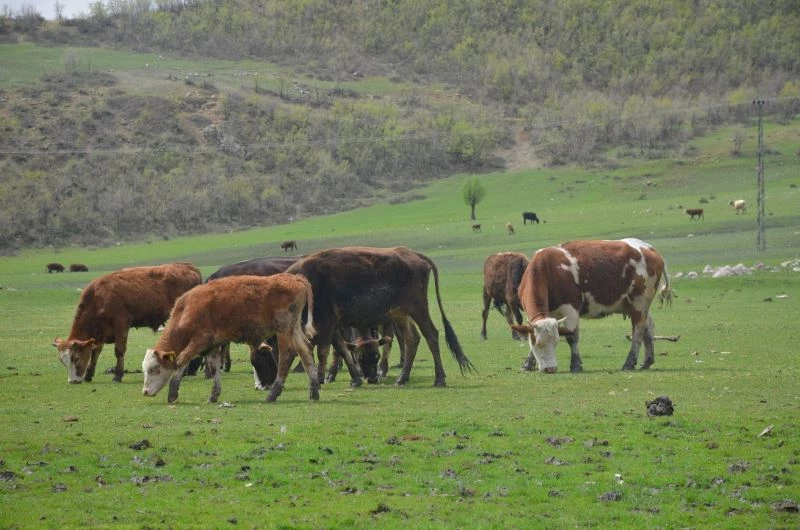 Ahırlarda bekletilen büyükbaş hayvanlar artık yaylaya çıkıyor
