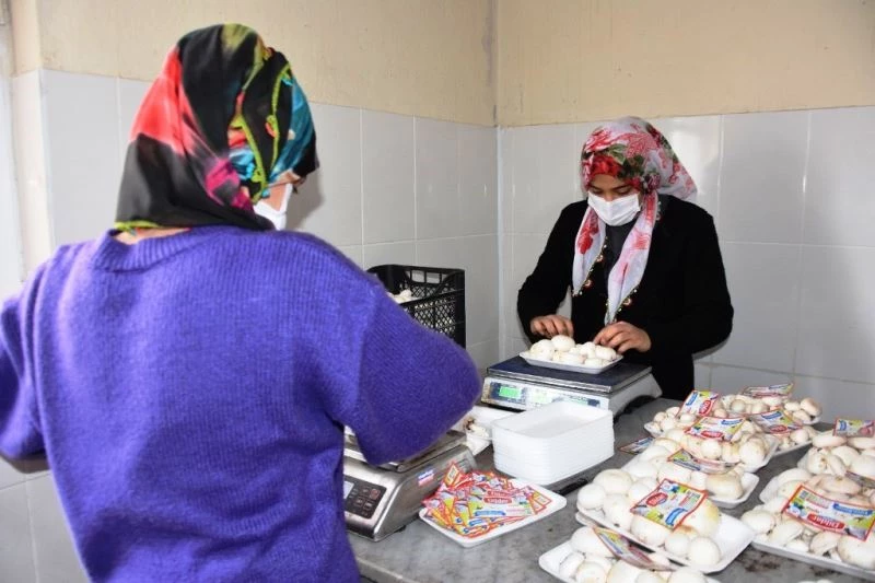 Bitlis’te üretilen kültür mantarı bölge illerine pazarlanıyor
