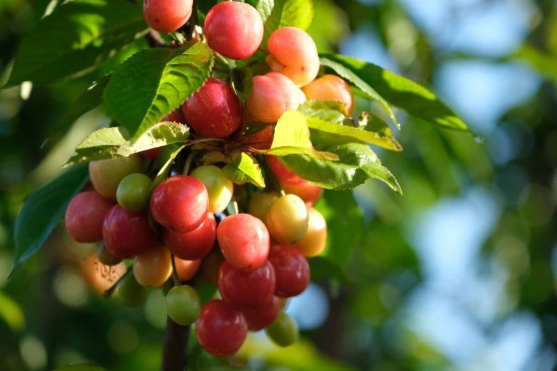 Kuzey yarımkürenin ilk kirazı açık arttırmayla 500 TL’den satıldı
