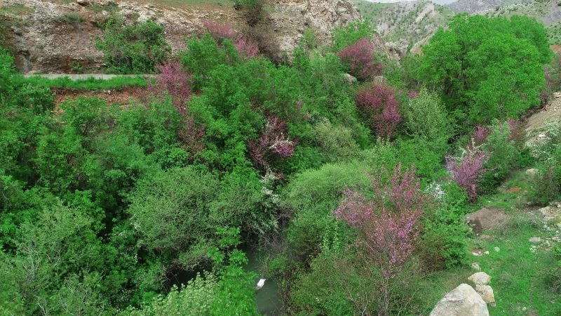 Çiçek açan erguvan ağaçları görenleri hayran bırakıyor
