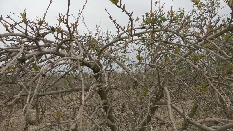 Nisan ayında nar ağaçlarını soğuk vurdu
