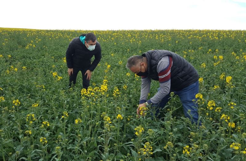 Ekimi yapılan kanola ve nohut çeşitlerinin durumları incelendi
