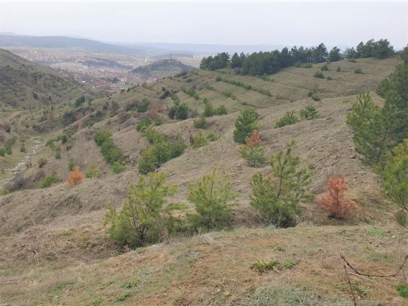 Karaçamaları kurutan zararlı böcekler sahadan temizlendi
