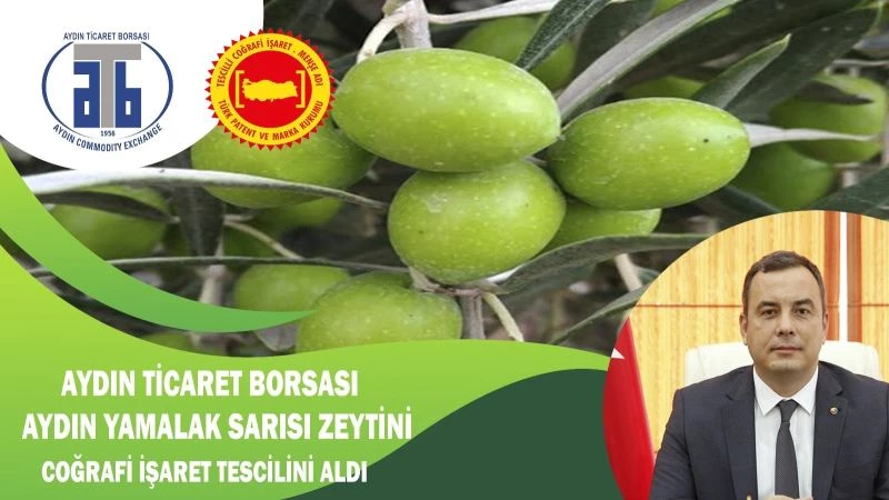 Aydın Yamalak Sarısı Zeytini Coğrafi İşaret Tescili aldı
