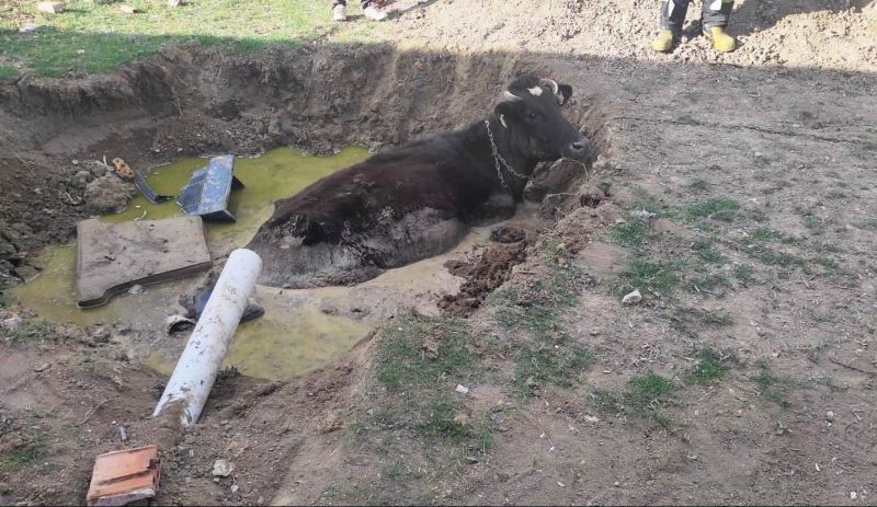 Foseptik çukuruna düşen ineği itfaiye kurtardı
