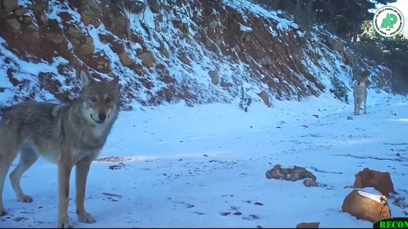 Özgürlüklerine düşkün Yılkı atları havadan görüntülendi
