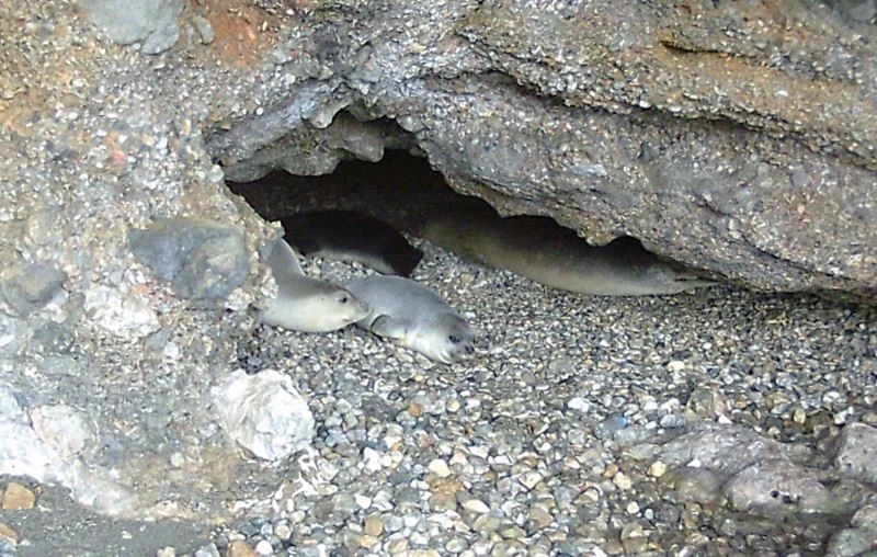 İlk defa bu kadar fazla görüntülendiler
