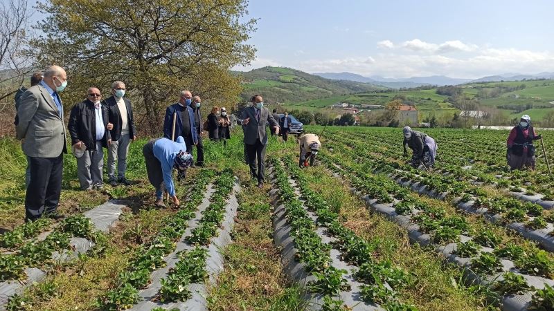 ’Elifli çileği’ gün sayıyor
