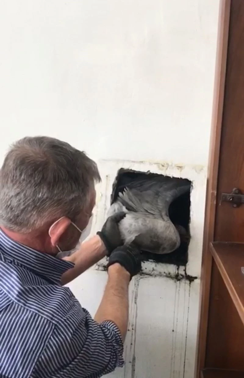 Bacaya sıkışan martıyı site sakini kurtardı
