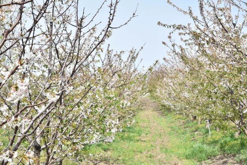 Lapseki Kirazı yüzleri güldürdü
