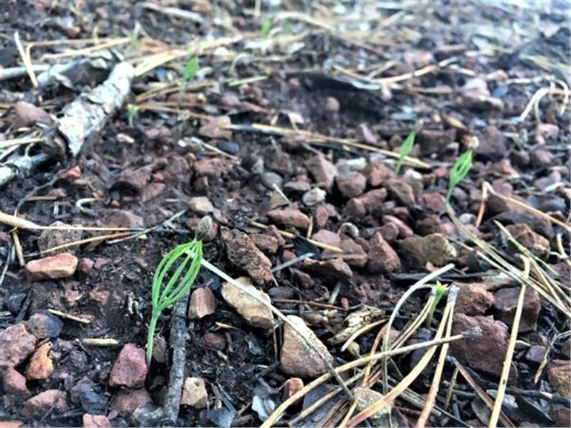 Toprakla buluşan karaçam tohumlarında ilk çimlenmeler
