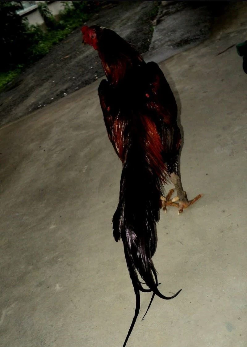 Horoz dövüşü yaptıran 2 kişi suçüstü yakalandı
