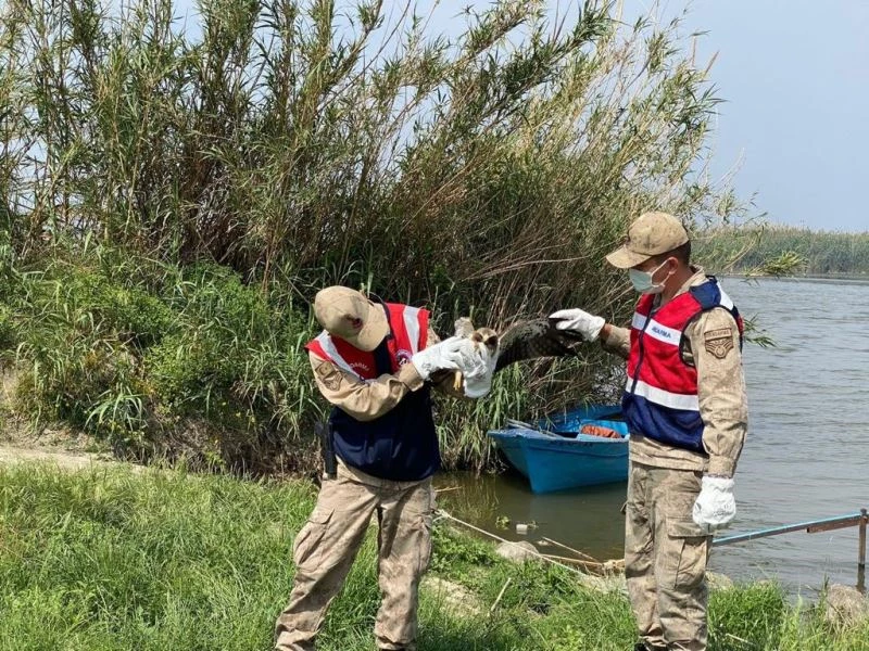 Jandarma silahla yaralanmış kartal buldu
