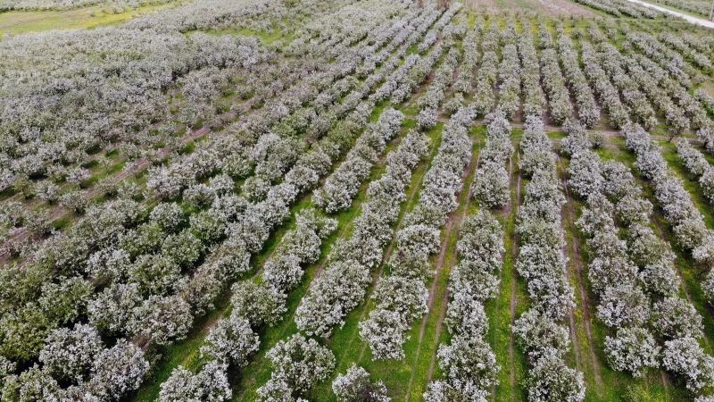Dünyanın ayva merkezinde dallar altın sarısı çiçek açtı
