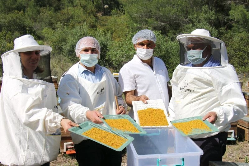Mersin’de yılın ilk bal ve polen hasadı yapıldı
