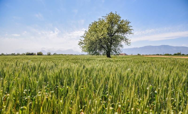 Kepez’de 540 dönüm araziye ekilen 11 ton buğday başak verdi
