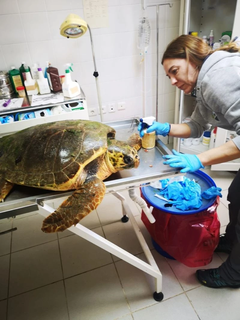 Caretta caretta, ateşli silahla yaralandı
