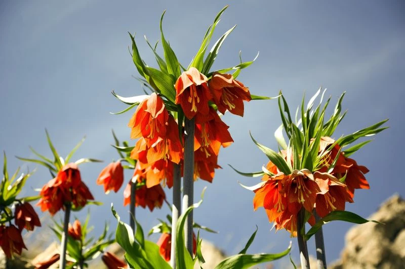 (Özel) Ters laleler Bitlis dağlarını süsledi
