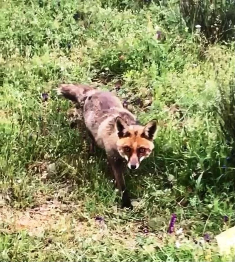 Bayramiç’teki yavru tilki ilgi odağı oldu
