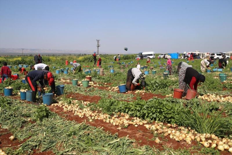 Mevsimlik tarım işçilerinin ramazanda zorlu ekmek mücadelesi