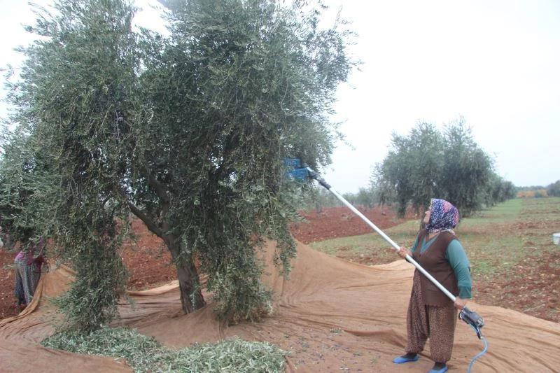 Zeytin yaprağında tarım ilacı kalıntısına dikkat
