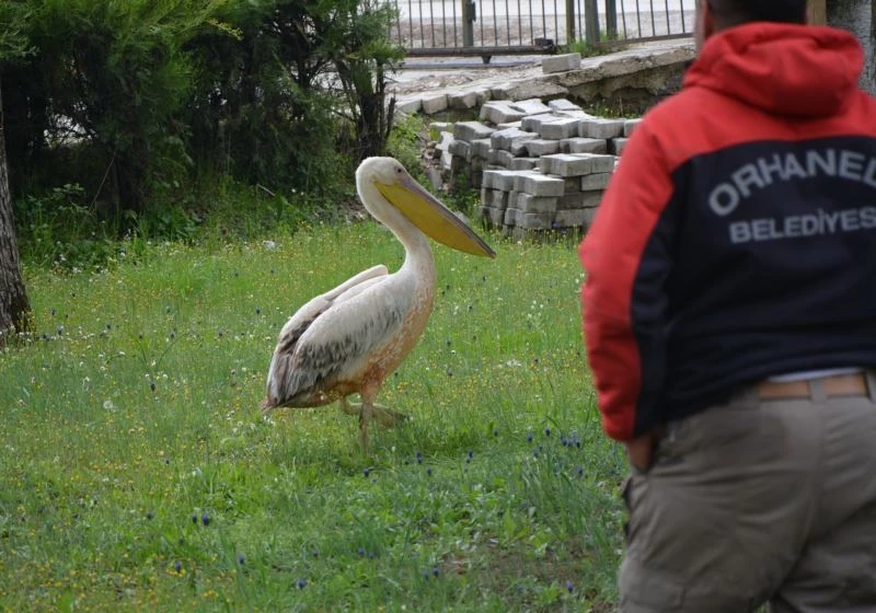 Tarlada çalışırken duyduğu sesten sonra gördüğüne inanamadı
