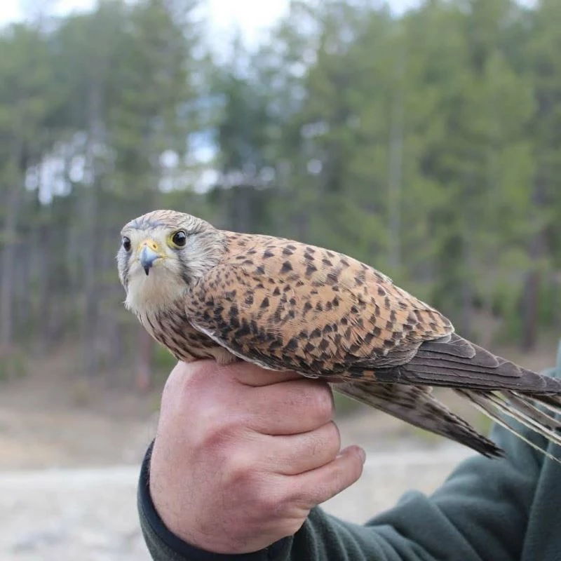 Tedavisi tamamlanan kerkenez ve gri balıkçıl doğaya salındı
