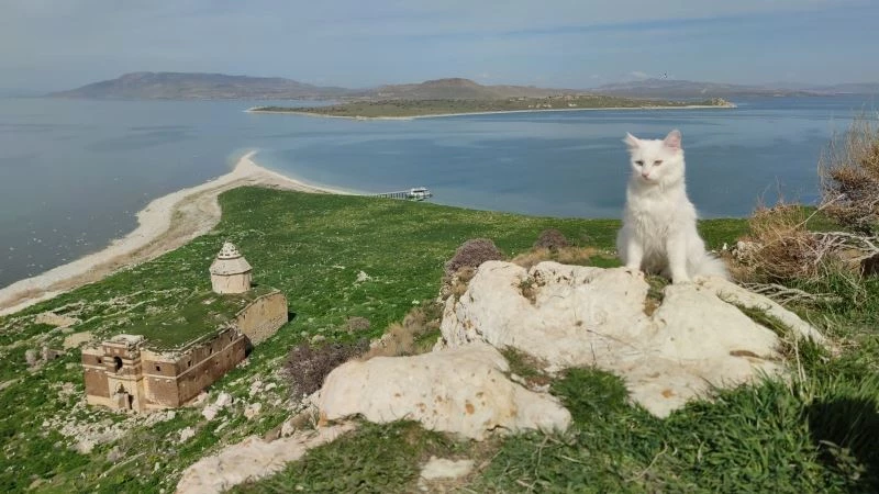 (Özel haber) Astronot Rubins’e hediye edilecek Van kedisi Çarpanak Adası’nda podyuma çıktı
