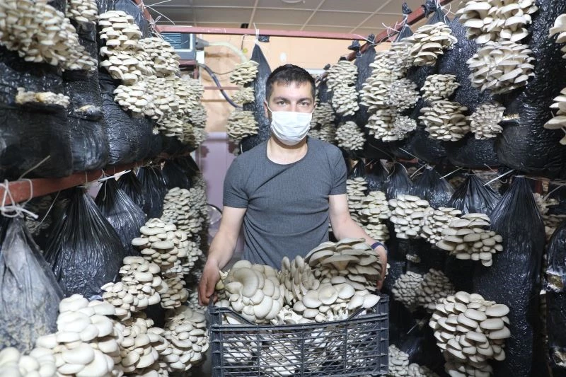 Arkadaş tavsiyesi ile istiridye mantarına yöneldi, köyünde yıllık 16 ton kapasiteli tesis açtı

