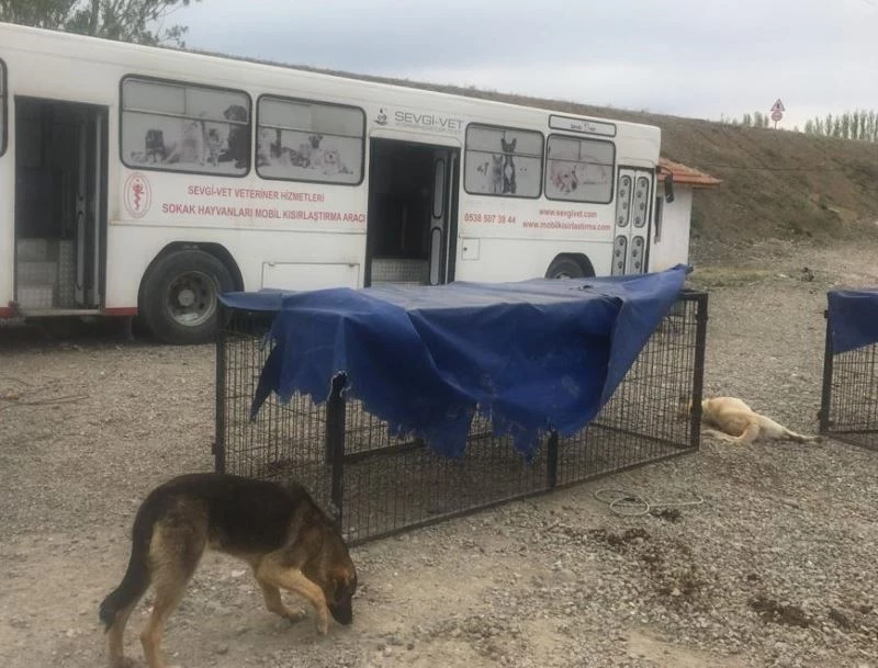 Bayat’ta sokak hayvanları kısırlaştırılıyor
